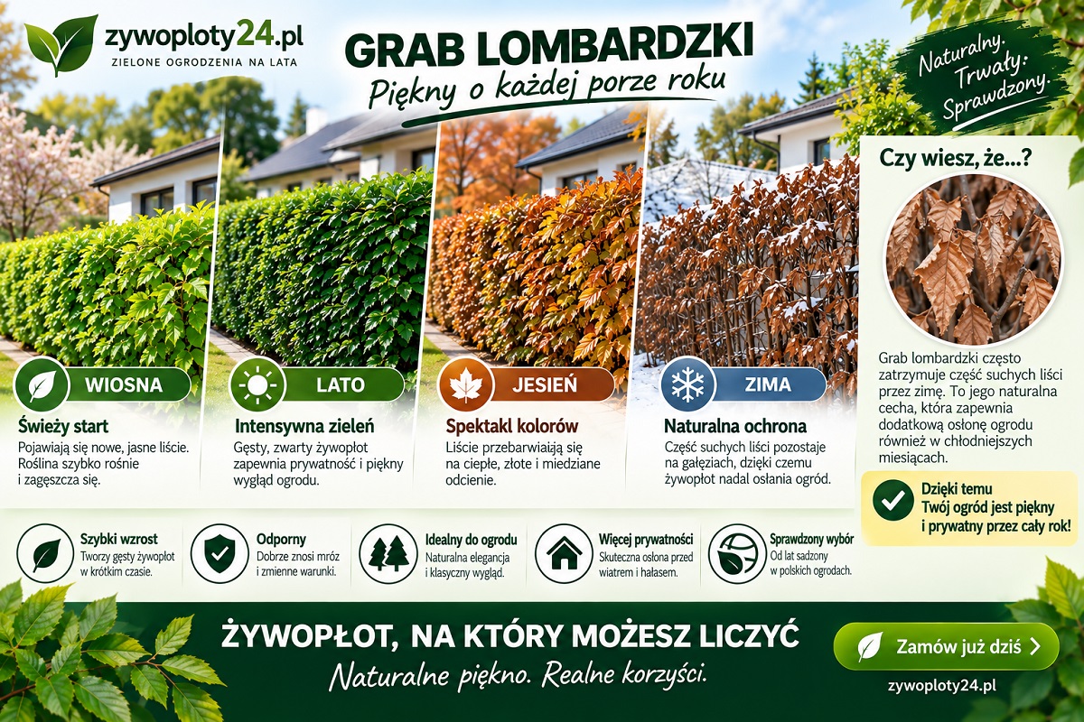 Grab Lombardzki – naturalny żywopłot przez cały rok